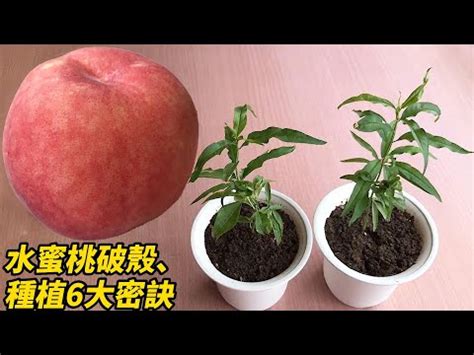 水蜜桃籽可以種嗎|水蜜桃的種植要求和注意事項！高產栽培技術